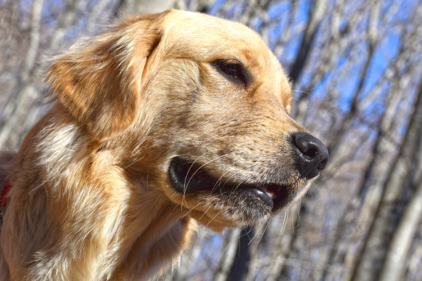 金毛猎犬森林图片下载