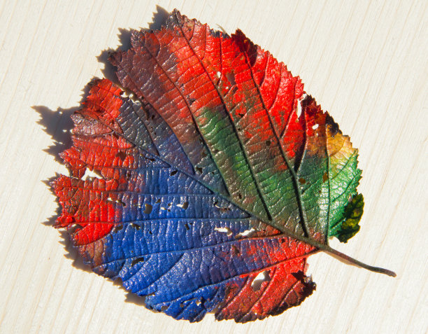 一个彩色的叶子图片下载