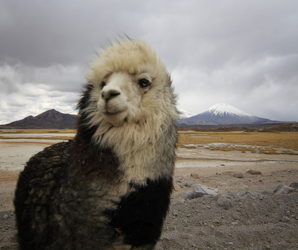 智利高原上的羊驼图片下载