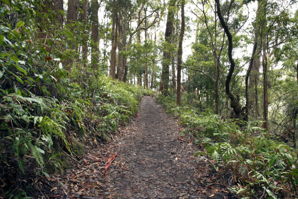 斯普林布鲁克国家公园小路图片下载