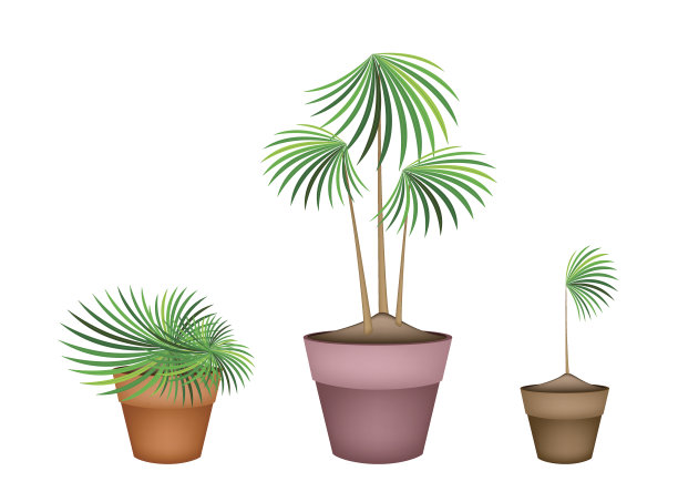 陶瓷花盆里的棕榈树图片下载