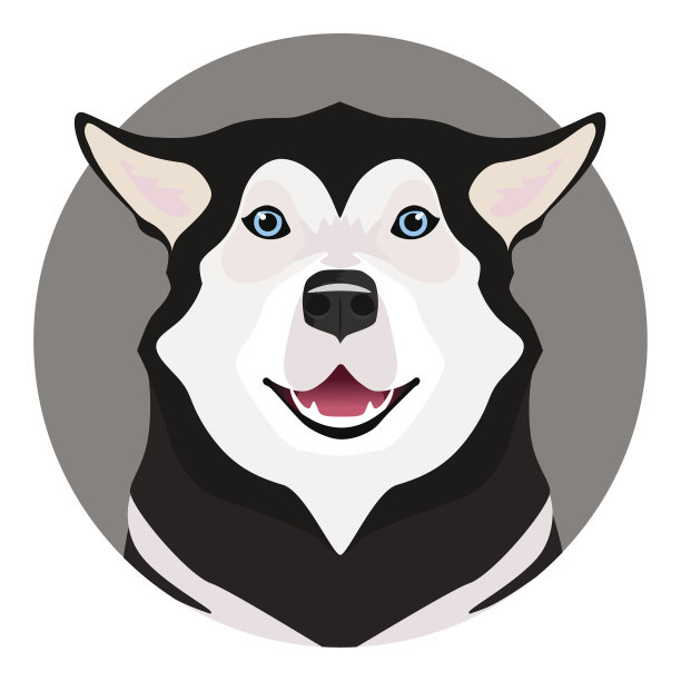 可爱的黑白蓝眼睛哈士奇图片下载