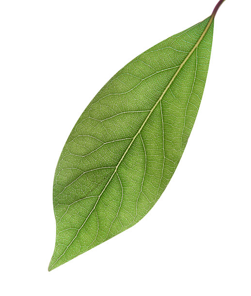 叶图片下载