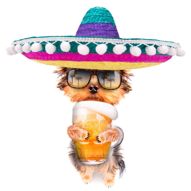 喝啤酒的醉狗图片下载