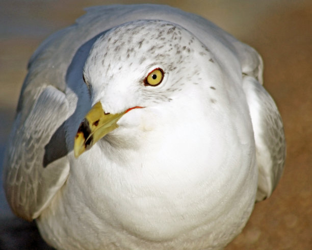 环嘴海鸥的特写图片下载