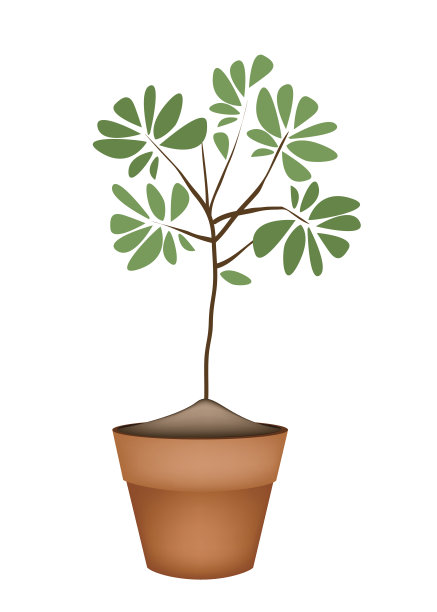 美丽的绿色树在陶瓷花盆图片下载