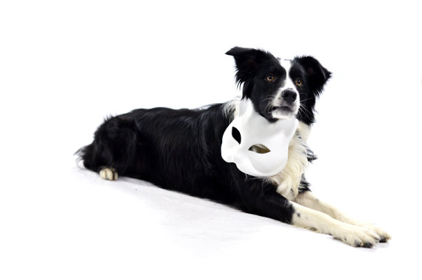 狗坐在一个猫面具狂欢图片下载