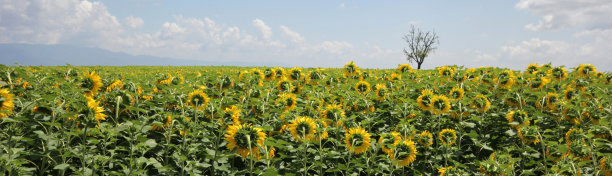 向日葵图片下载