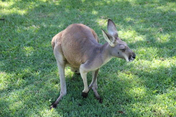 袋鼠图片下载