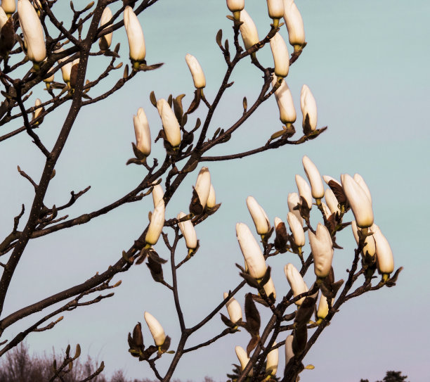 春天的蜡烛，木兰的花蕾图片下载