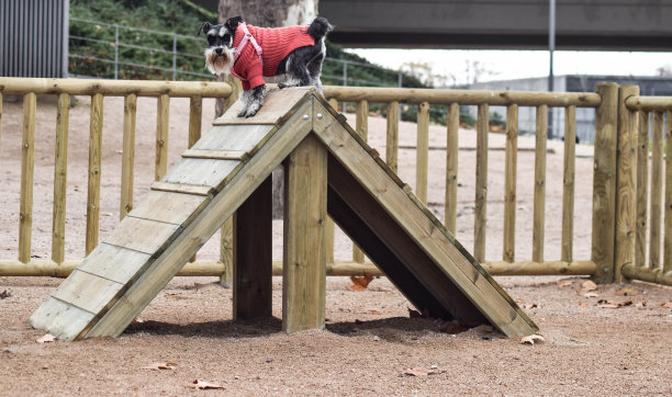 敏捷和迷你雪纳瑞图片下载