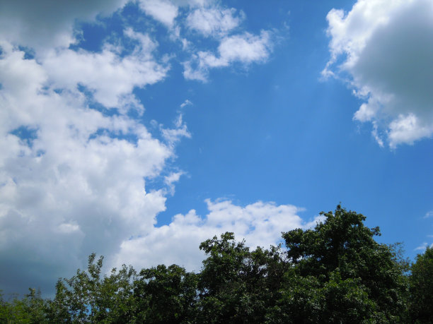 晴朗的蓝天，白云和绿色的树梢图片下载