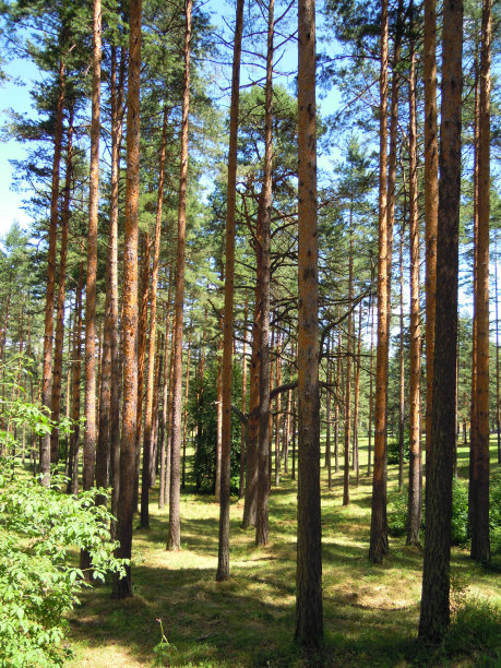 阳光明媚的森林图片下载
