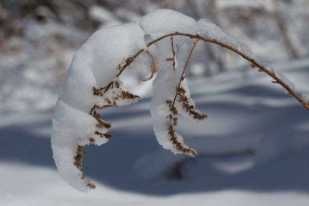 重量在杂草图片下载