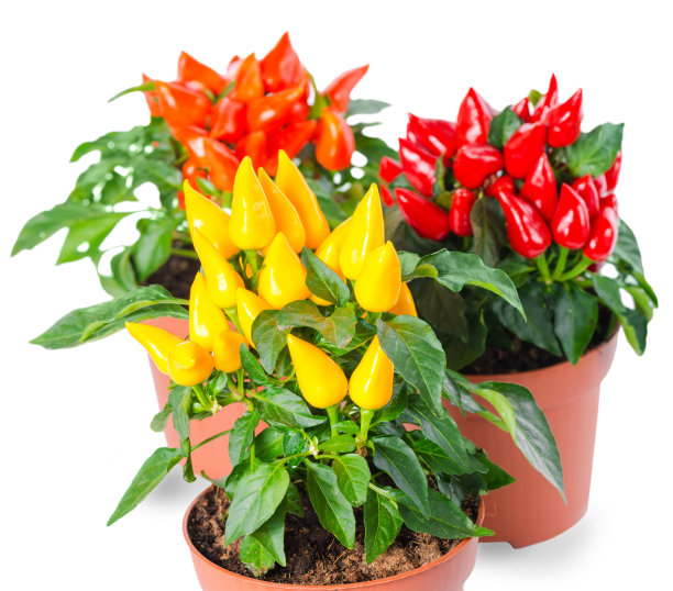 在锅中靠近黄色，红色，橙色的辣椒图片下载