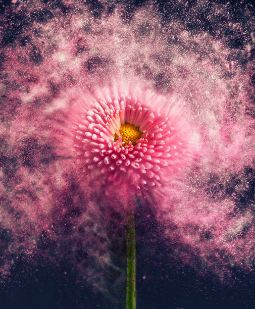 花,瓦解图片下载