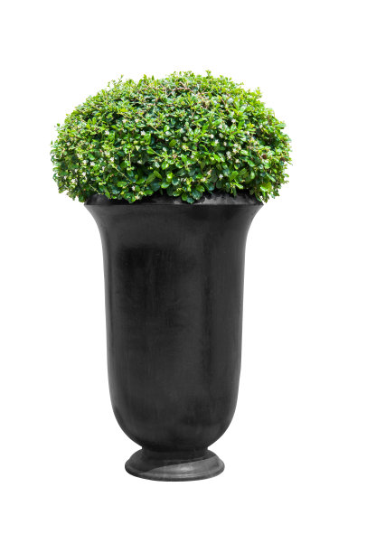 公园花盆与常绿植物孤立在白色图片下载