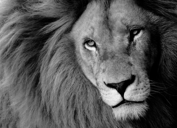 近距离拍摄了一只黑白相间的大狮子图片下载