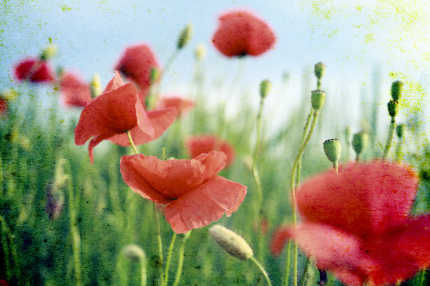 枯燥乏味的罂粟背景图片下载