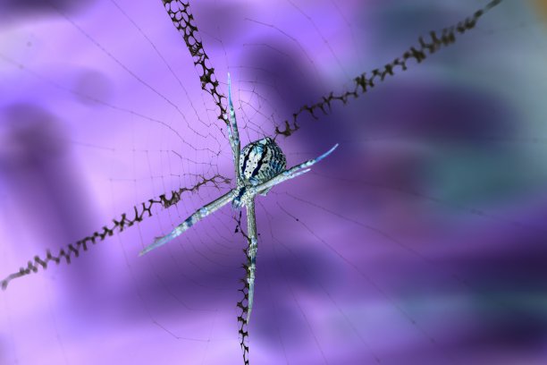 一只蜘蛛在交叉的蜘蛛网中间，等待着它的美餐。图片下载