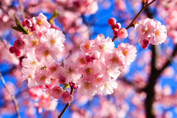 粉红色的樱花盛开图片下载