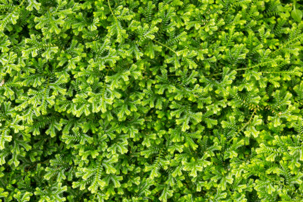 背景绿色植物纹理图片下载