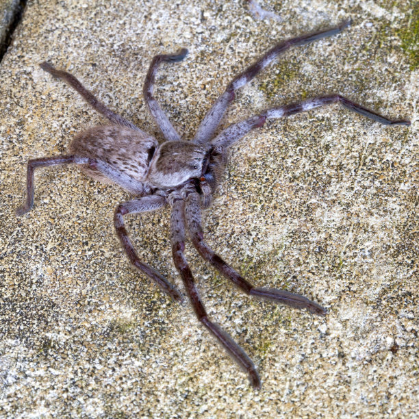 澳大利亚猎人蛛