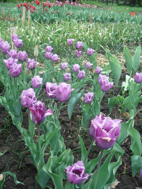 淡紫色图片下载