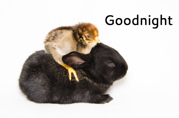 黑兔和小妞的晚安卡图片下载