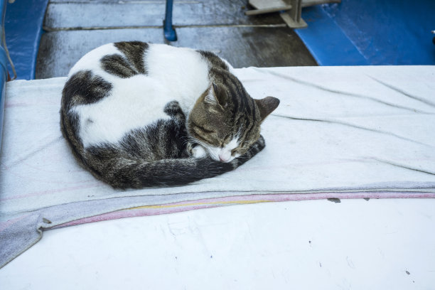 睡觉的猫图片下载