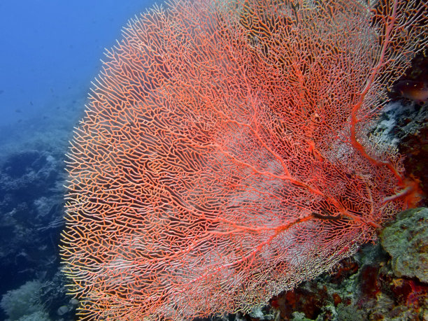可怕的珊瑚图片下载