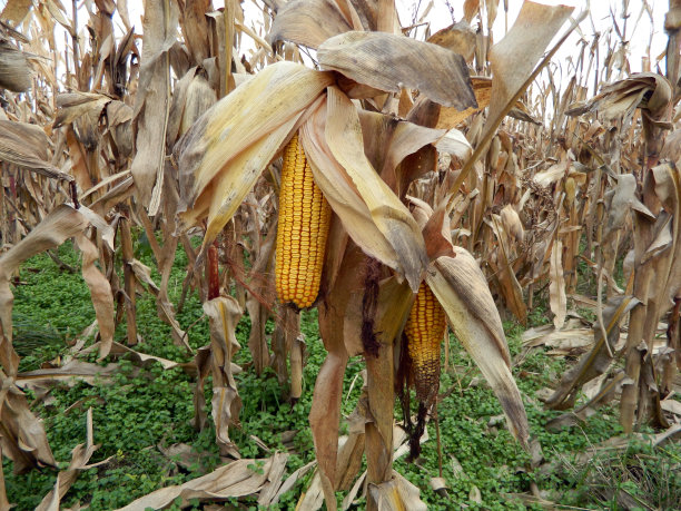 玉米在茎上青贮图片下载