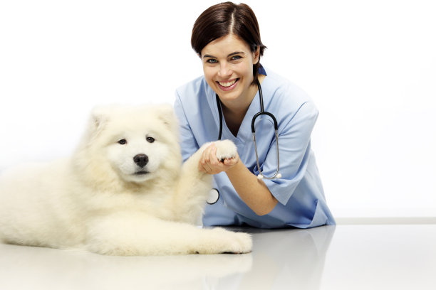 微笑兽医检查宠物狗在兽医诊所的桌子上图片下载