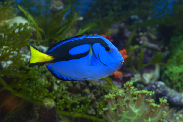 君威蓝色唐图片下载