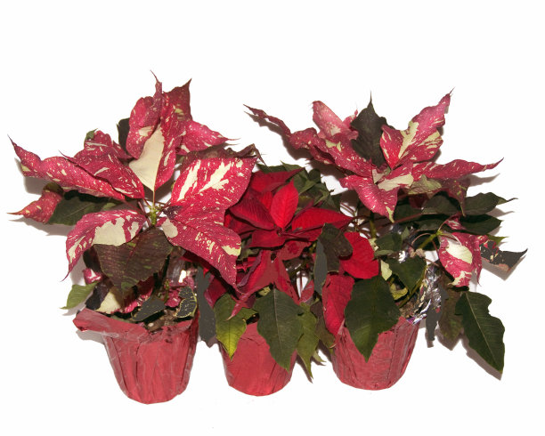 三Poinsettas图片下载