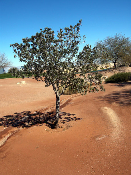 著名的树图片下载