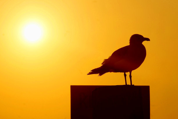 日出Beach_DSC01472图片下载