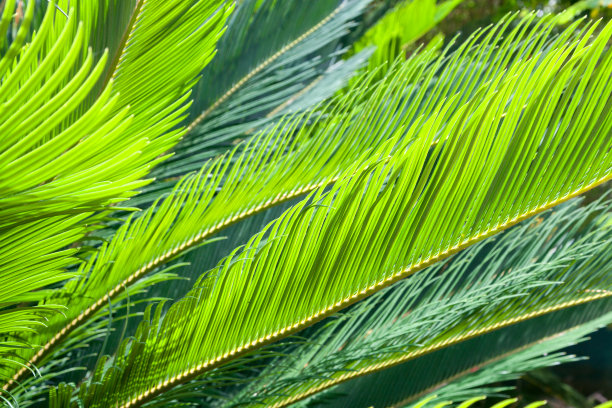 绿色棕榈叶图片下载