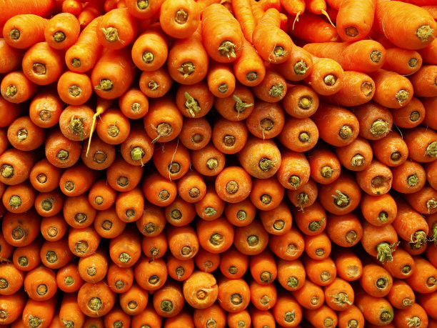 胡萝卜——新鲜的幼崽的特写镜头图片下载