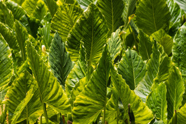 芋头植物种植园图片下载