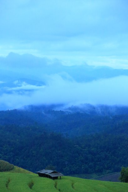 绿色的稻田图片下载