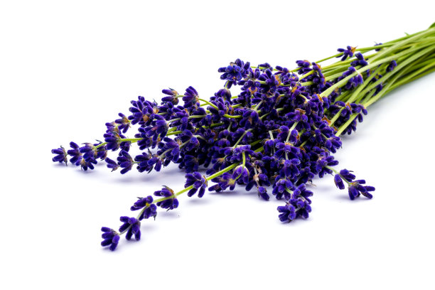 一束孤立在白色上的薰衣草花。冷静和放松。图片下载