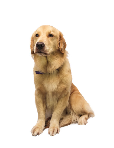 诚实的狗图片下载