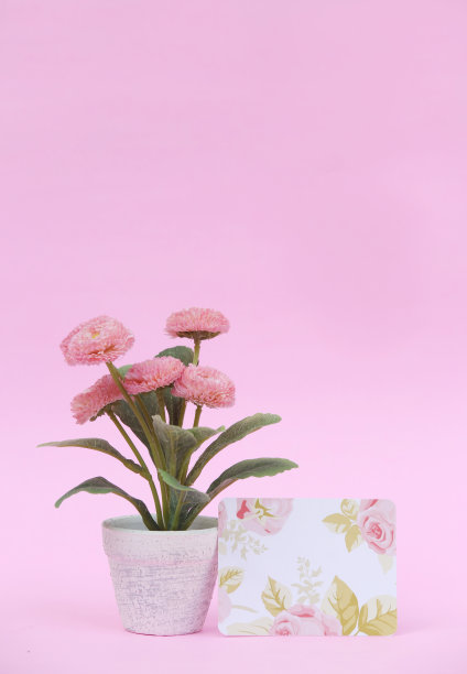 粉红色背景上放着空白纸条的花盆图片下载