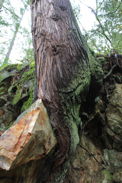 从岩石中长出来的树图片下载