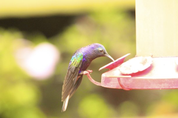 喂着紫刺蜂鸟图片下载