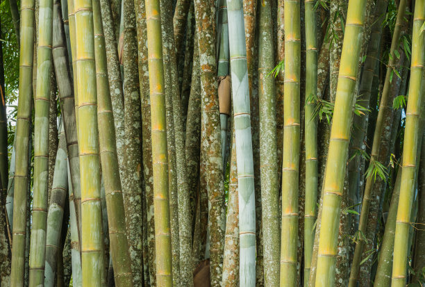 大竹林，新鲜素材图片