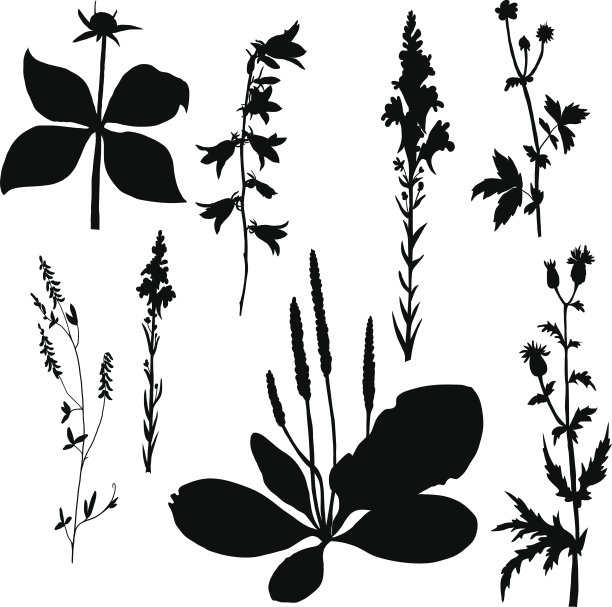 花朵和草的剪影图片下载