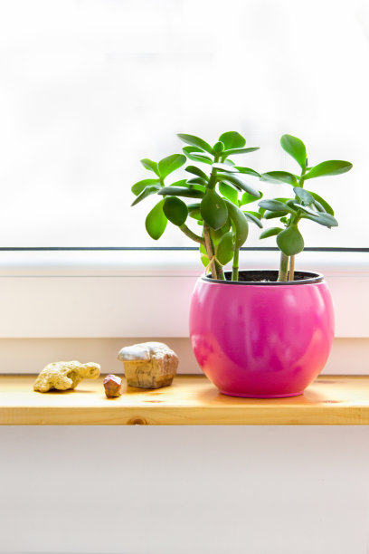 窗台上的花图片下载