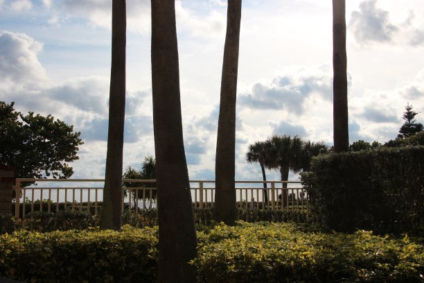 佛罗里达的树木和阳光图片下载